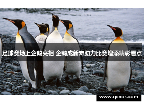 足球赛场上企鹅亮相 企鹅成新宠助力比赛增添精彩看点 足球赛场上企鹅亮相 企鹅成新宠助力比赛增添精彩看点